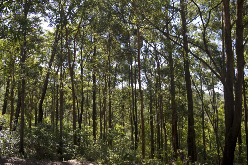 NSW State Forest