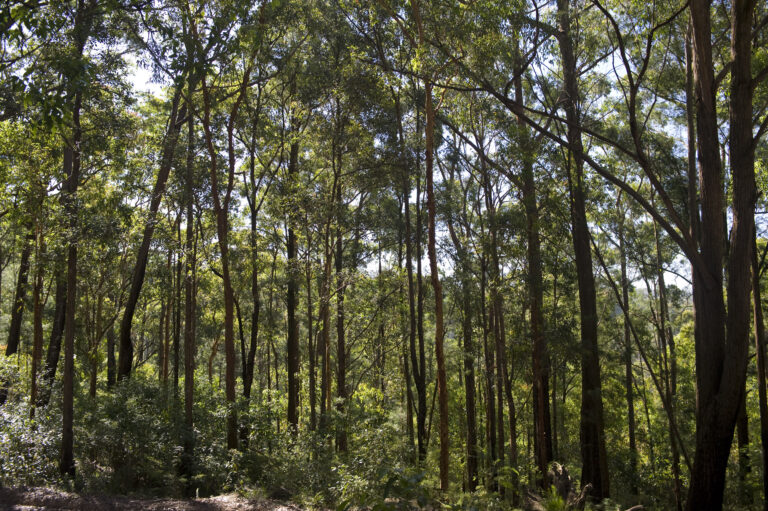 NSW State Forest